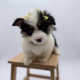 Squirt - Black and tan female Pembroke Welsh Corgi puppy in Vacaville, California from Hope_4thebay_Corgis