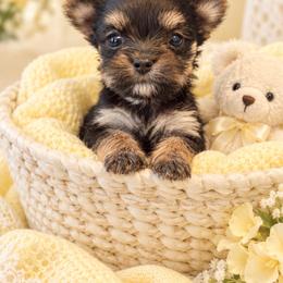 Teacup Buttercup - Black and tan female Yorkshire Terrier puppy in Lithonia, Georgia from Toy Yorkies Atlanta