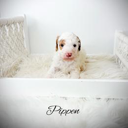 Pippen - Parti male Goldendoodle puppy in from Pink Poodles and Doodles