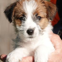Justice - White and tan male Russell Terrier puppy in Royal Oaks, California from Rose In Vale Russell Terriers