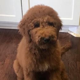 Bernedoodles, Goldendoodles, and Sheepadoodles from Paw City Doodles