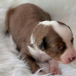 Lolli - Red merle female Aussiedoodle puppy in Centerburg, Ohio from A Dose Of Doodle