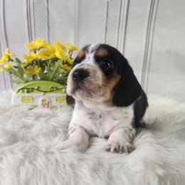 Boone - White black and tan male Beagle puppy in Pottersville, Missouri from Lovan's Spring Creek Kennel
