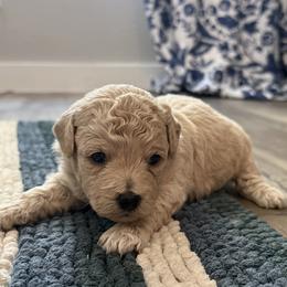 Cash - Apricot male Poodle puppy in Beeville, Texas from Casa de Curls