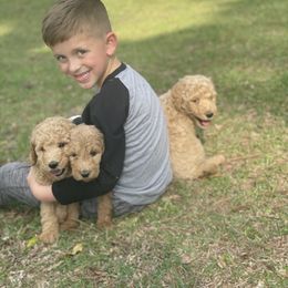 Goldendoodle and Poodle Puppies from Guthrie Farms
