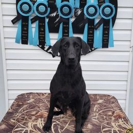 Bailey - Labrador Retriever