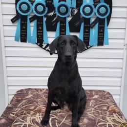Bailey - Labrador Retriever