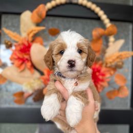 Girl 4 - Red female Bernedoodle puppy in Spanish Fork, Utah from K Brand Doodles