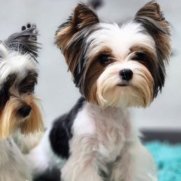 Nate - Biewer Terrier