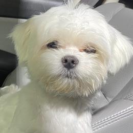 Maltese Puppies from B&O Maltese