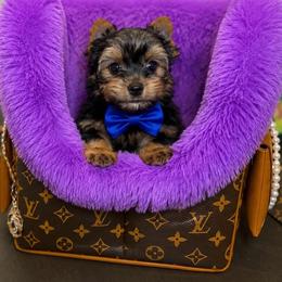 Max - Black and tan male Yorkshire Terrier puppy in Blanchard, Oklahoma from Southern Belle Yorkie