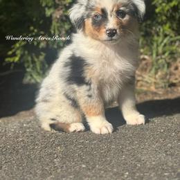 Jellybean- bmm6 - Blue merle male Australian Shepherd puppy in Chehalis, Washington from Wandering Acres Ranch