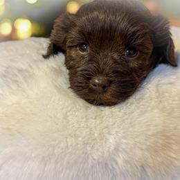 Ryatt - Liver male Miniature Schnauzer puppy in Dorr, Michigan from Enchanted Paws