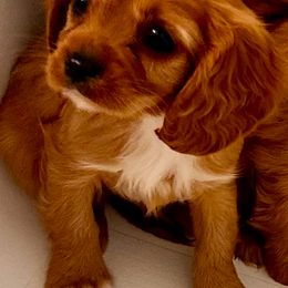 Cavalier King Charles Spaniel Puppies from Sweet Southern Cavaliers