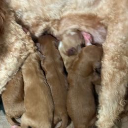 Blue - Apricot male Cavapoo puppy in Mona, Utah from Hearts Full of Puppies