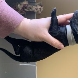 Goldendoodle Puppies from Cruella’s Doodles