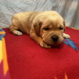 Tan - Yellow female Labrador Retriever puppy in Iowa City, Iowa from Country Road Acres