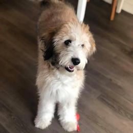 Aussiedoodle, Goldendoodle, Poodle, and Saint Berdoodle Puppies from Rocky Ridge Ranch