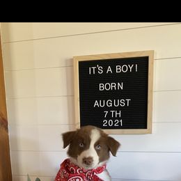 Australian Shepherd Puppies from Ozark Mountain Aussies