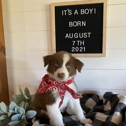 Australian Shepherd Puppies from Ozark Mountain Aussies