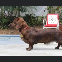Molly - Dachshund