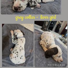 Grey - White and liver brown female Dalmatian puppy in Pulaski, Tennessee from River Valley Forge Dalmatians