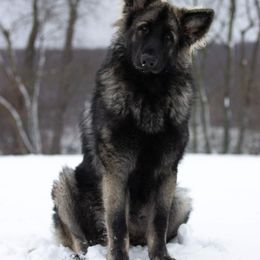 Shiloh Shepherd All Grown Up from NewMoon Shiloh Shepherds