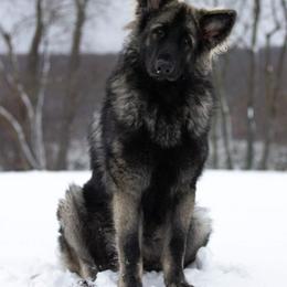 Shiloh Shepherd All Grown Up from NewMoon Shiloh Shepherds