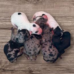 Cockapoo puppies from Shondel Puppy Paws