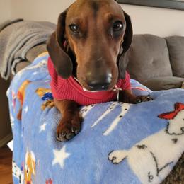 Daisy - Dachshund