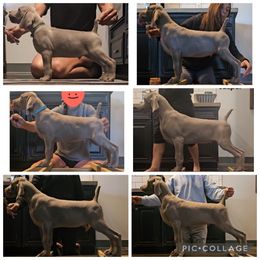 Weimaraner Puppies from So-IN Weimaraner's