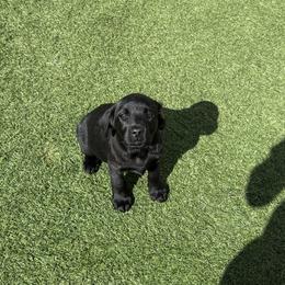 Girl 4 - Black female Labrador Retriever puppy in Newtown, Connecticut from Tiger Rose Labradors