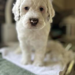 Athena - Cream female Australian Labradoodle puppy in Chuluota, Florida from Delano Australian Labradoodles