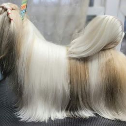 Sushi - Shih Tzu
