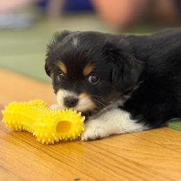 Prince - Black tri male Miniature Australian Shepherd puppy in Greensboro, North Carolina from Mike & Josh- Small Mini/Toy Aussies
