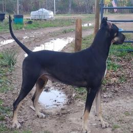 Roxie - Great Dane