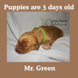 Mr. Green - Golden male Golden Retriever puppy in Edgewood, New Mexico from Sunny Desert Goldens
