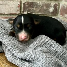 Boy 1 - Black tri male Toy Australian Shepherd puppy in Milton Freewater, Oregon from Sparkling Cross Toy & Mini Aussies