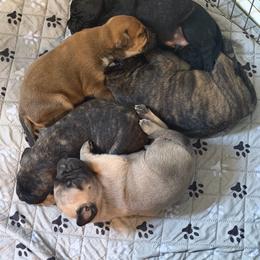 Brindle male with light stripes - Fawn brindle male Bullmastiff puppy in Comer, Georgia from Caro Bullmastiffs