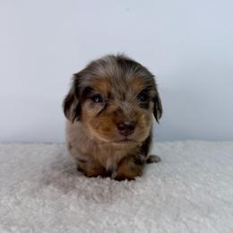 Akash - Dapple male Dachshund puppy in Sonora, California from HEFFERNAN HOUNDS