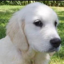 Claudia - Golden Retriever
