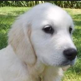 Claudia - Golden Retriever