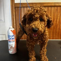 Dior - Poodle