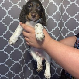 Dachshund Puppies from Dreaming of Dachshunds