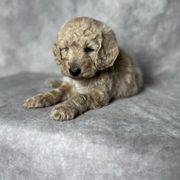 Marina's Green Male - Apricot male Goldendoodle puppy in Piedmont, South Carolina from The Farm at Saluda Ridge