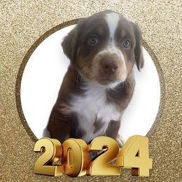 Miniature American Shepherd Puppies from TnT Miniature American Shepherds
