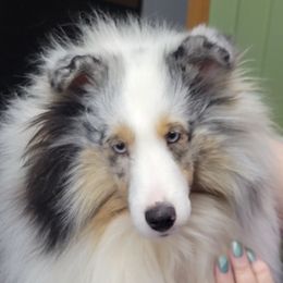 Reigna - Shetland Sheepdog