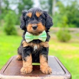 Elvis Presley - Black tri-color male Aussiedoodle puppy in Chattanooga, Tennessee from Remedy Ranch Aussiedoodles