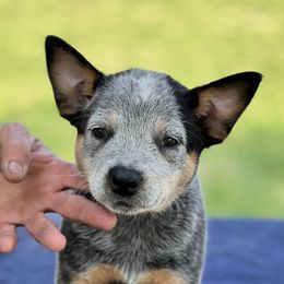 Girl 1 - Blue Australian Cattle Dog puppy in Menifee, California from CLS Australian Cattle Dogs