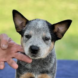 Girl 1 - Blue Australian Cattle Dog puppy in Menifee, California from CLS Australian Cattle Dogs